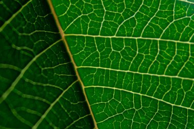 Yakın mesafeden yeşil yaprak, güzel bir sahil.