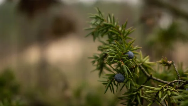 Evergreen spruce branch with blue fruits, selective focus — Stock Photo, Image