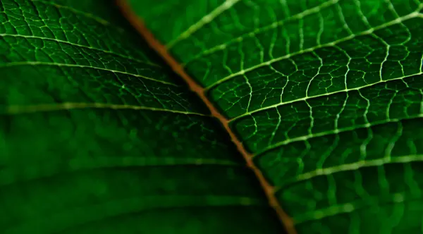 Hoja verde en ángulo a corta distancia, enfoque selectivo —  Fotos de Stock