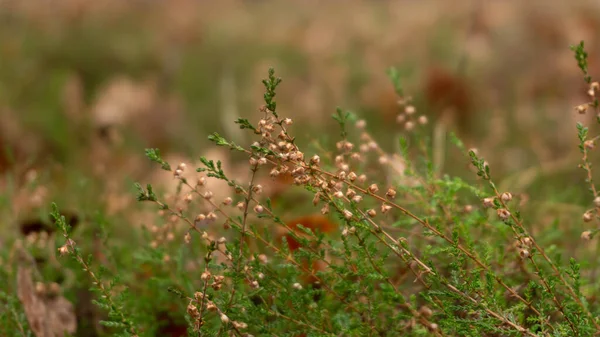 Perenne hermosas y delicadas plantas entre el bosque —  Fotos de Stock