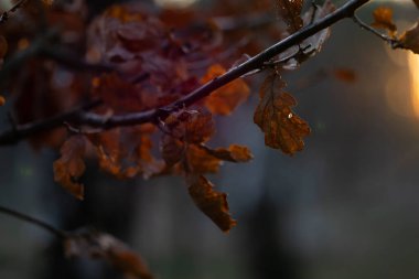 Dalın üzerinde kurumuş kahverengi meşe yaprakları