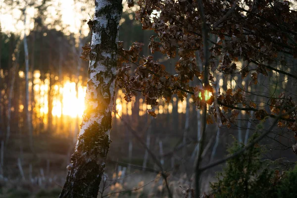 Raios do sol poente na floresta — Fotografia de Stock