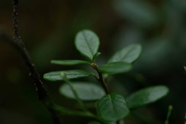 Hermosa planta verde en el bosque, enfoque selectivo —  Fotos de Stock