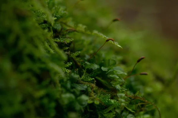 Mooi groen weelderig mos close-up, selectieve focus — Stockfoto