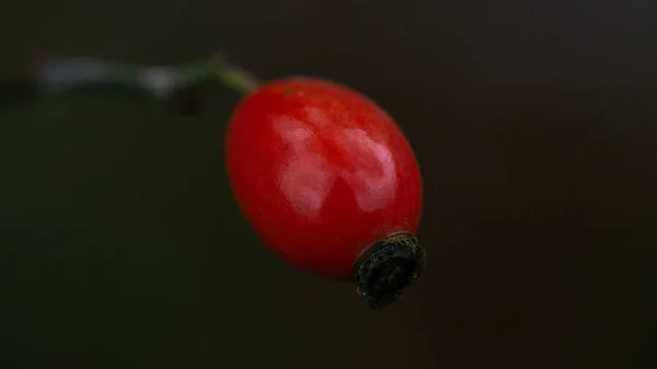 Mogen röd frukt närbild, suddig bakgrund — Stockfoto
