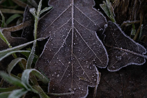 Oak leaves covered with frost in the forest — Stock Photo, Image