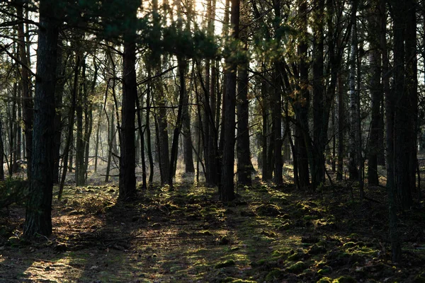 Bela floresta de inverno nos raios de sol do sol nascente — Fotografia de Stock