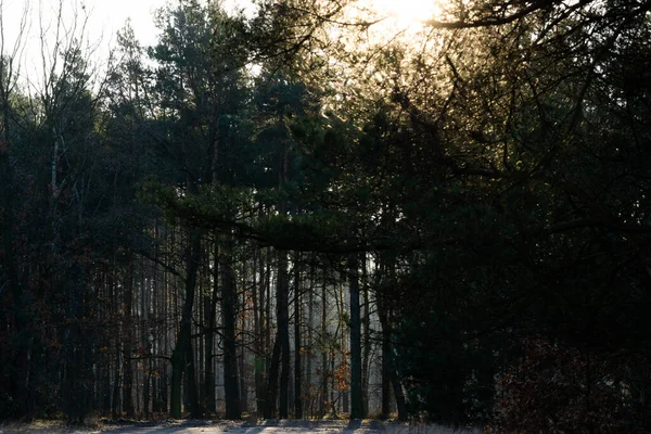 Bela floresta de inverno nos raios de sol do sol nascente — Fotografia de Stock