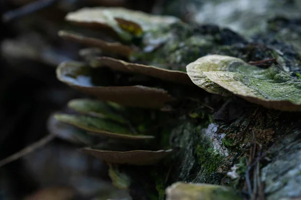 Paddenstoelen op een boomstam in het bos — Stockfoto