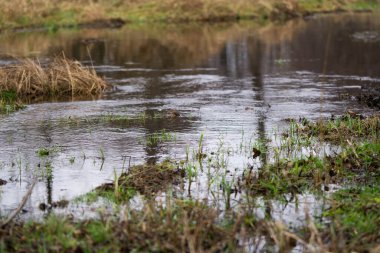 Vahşi ormanlarda akan su birikintileri, kış...