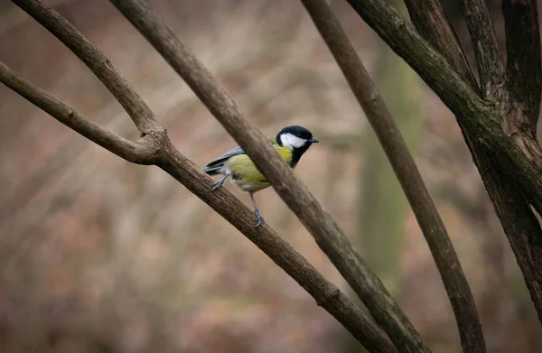 Great tit sits on a branch of a bush preparing to fly for food — Stok fotoğraf