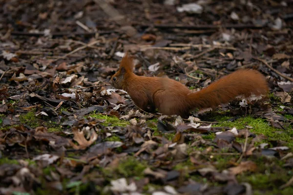 Esquilo no parque à procura de comida, bom dia de inverno — Fotografia de Stock