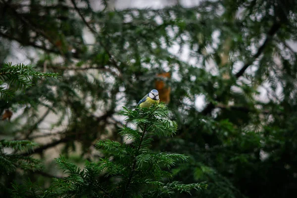 Titmouse sentado em um ramo de uma árvore de natal, bom dia de inverno — Fotografia de Stock