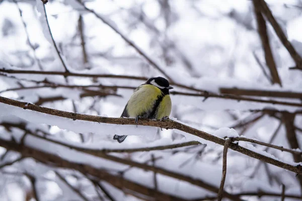 Titmouse em um ramo coberto de neve no inverno, bom dia de inverno — Fotografia de Stock