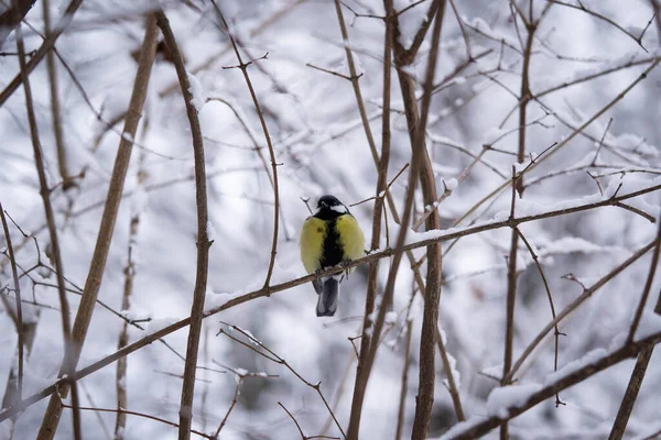 Titmouse en una rama cubierta de nieve en invierno, buen día de invierno —  Fotos de Stock