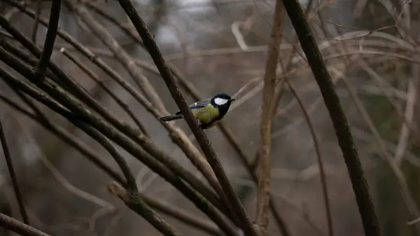 Great tit sits on a branch of a bush — 스톡 사진