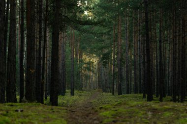 Çam ormanında muhteşem bir yol