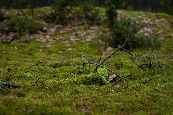 Groene Weide Het Bos Bedekt Met Mos — Stockfoto