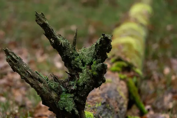 Mossige Wortel Van Een Gevelde Boom — Stockfoto