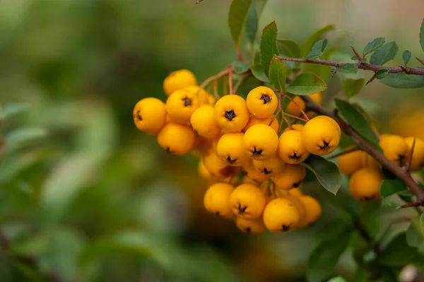 Mogna Apelsinfrukter Gren — Stockfoto