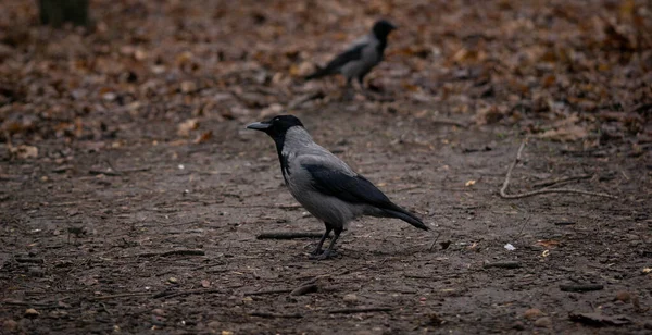 Meraklı Kuzgun Uzaklara Bakıyor — Stok fotoğraf