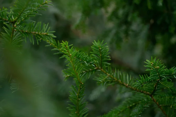 Ramas Verdes Árbol Navidad Siempreverde —  Fotos de Stock