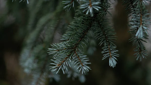 Galhos Verdes Uma Árvore Natal Sempre Verde — Fotografia de Stock