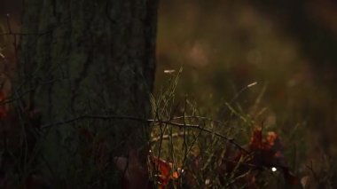 Yumuşak sincap karda sevinir