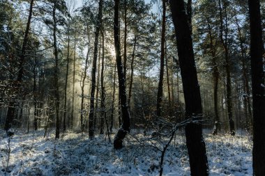 Güneş ışınlarındaki büyülü ve peri masalı ormanı