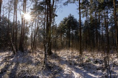Güzel ve muhteşem kış ormanı