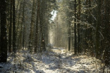 Güzel ve muhteşem orman, seçici odaklanma