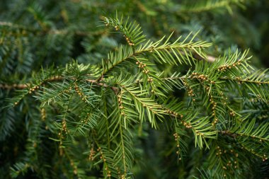 İnanılmaz güzel parlak yeşil ladin, iyi günler.