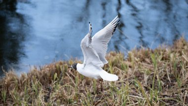 Suya yakın bir martının zarif uçuşu.