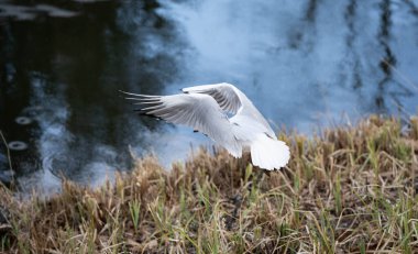 Suya yakın bir martının zarif uçuşu.