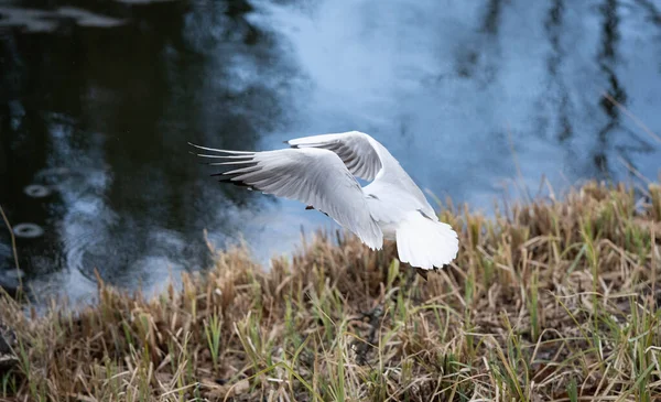 Suya yakın bir martının zarif uçuşu.
