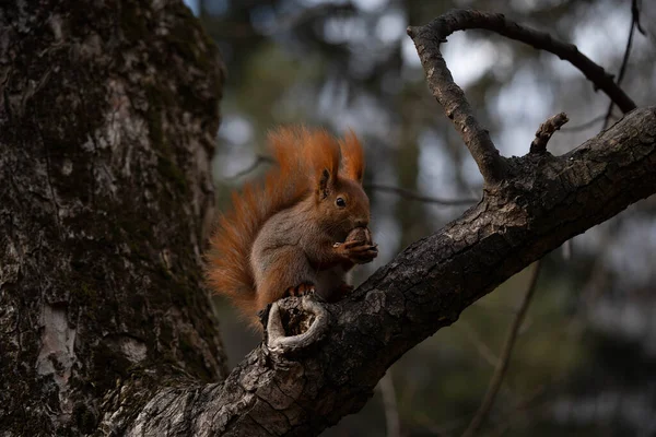 Portré egy mókusról, aki diót eszik egy fán Stock Kép