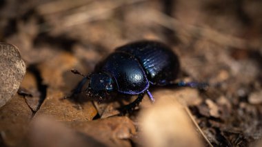Mor Böcek, yakın plan, seçici odaklanma, bahar günü.
