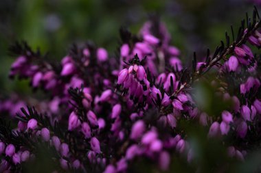 Küçük mor çiçekler, seçici odak, bahar günü