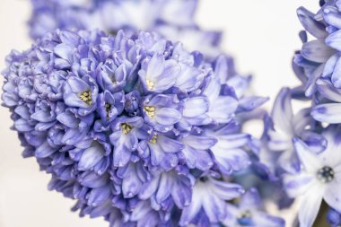 Beyaz arkaplanda mor sümbüller