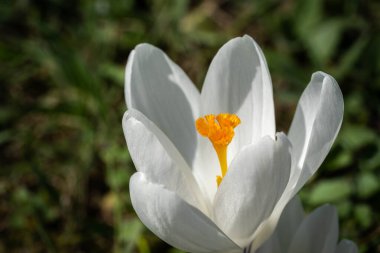 Kapalı beyaz çiçek, ilkbahar