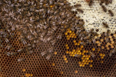 Arılar polenleri kullanarak kanıt olarak çalışırlar.