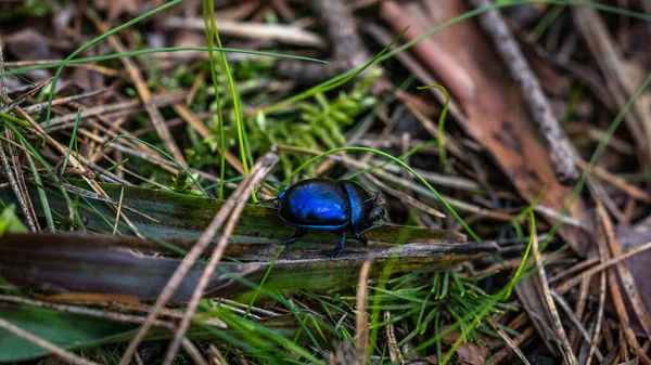 美しい青いスカラブの甲虫が這う — ストック写真