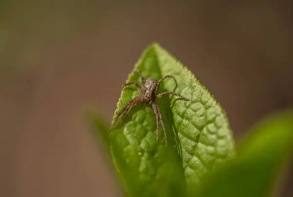 Spinne Auf Grünem Blatt Selektiver Fokus Frühlingstag — Stockfoto