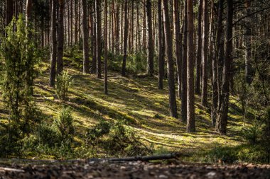 Muhteşem orman yemyeşil yosunlarla kaplı, bahar günü