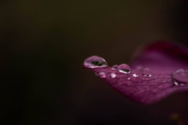 Helleborus yaprakları yağmur damlaları, seçici odak, bahar günü