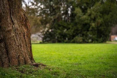 Parktaki muhteşem, parlak çayır.