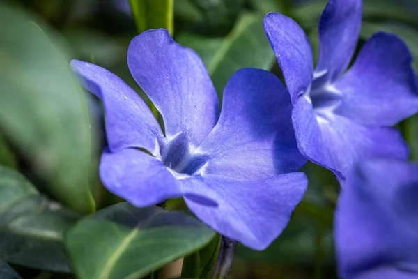 Floreciendo Periwinkle Parque — Foto de Stock