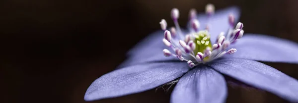 Floraison Une Douce Fleur Bleue Dans Forêt — Photo