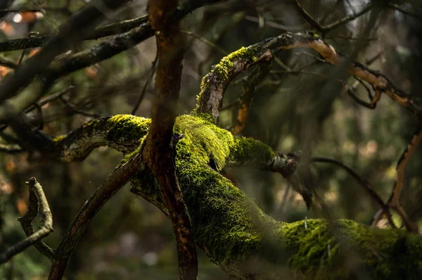Деревянные Ветви Покрыты Пышным Мхом — стоковое фото