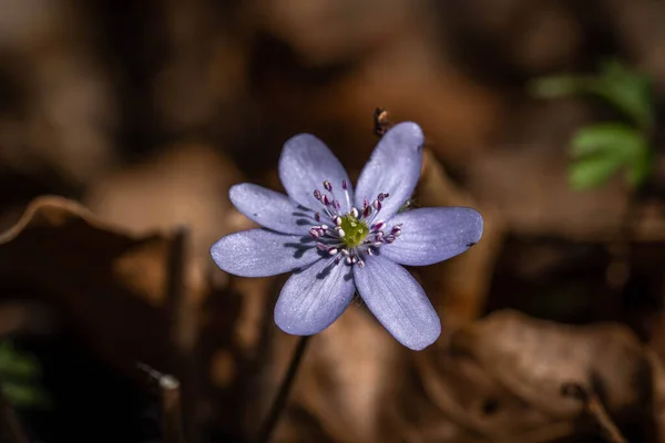 Floração Uma Flor Azul Floresta — Fotografia de Stock